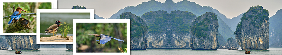 Voyage ornithologie Vietnam du nord au sud